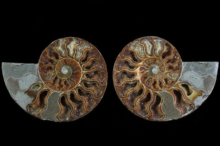 Cut & Polished Ammonite Fossil - Crystal Lined Chambers #78564
